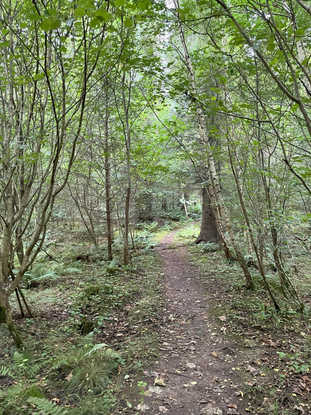 Forest path